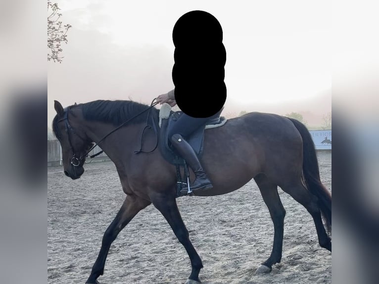 Lusitano Castrone 14 Anni 162 cm Baio ciliegia in Kapele