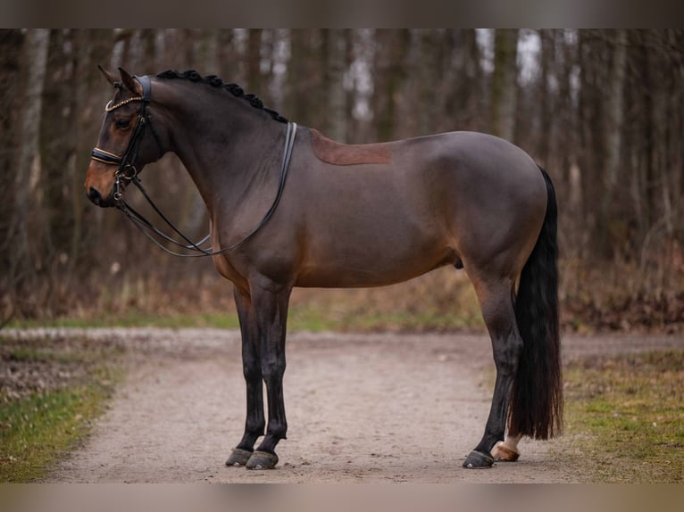Lusitano Castrone 14 Anni 163 cm Baio scuro in Wehringen