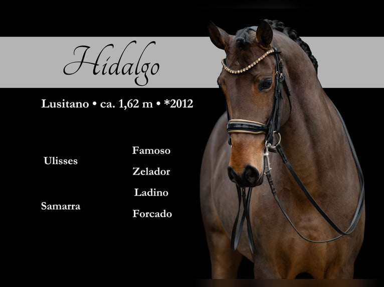 Lusitano Castrone 14 Anni 163 cm Baio scuro in Wehringen