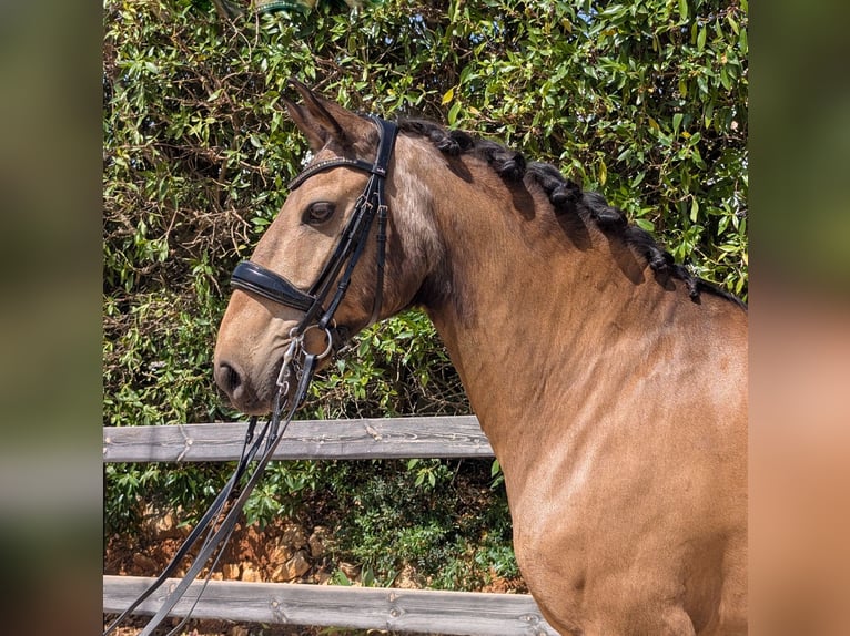 Lusitano Castrone 14 Anni 163 cm  in Lagos