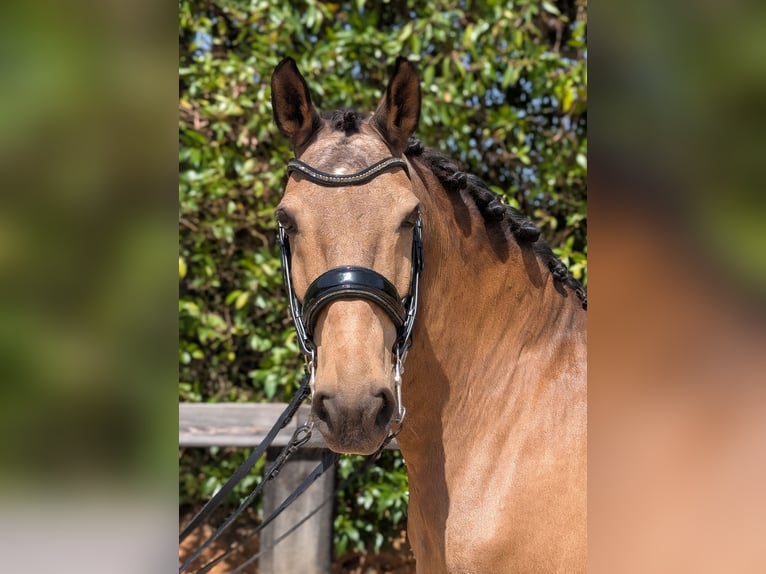 Lusitano Castrone 14 Anni 163 cm  in Lagos