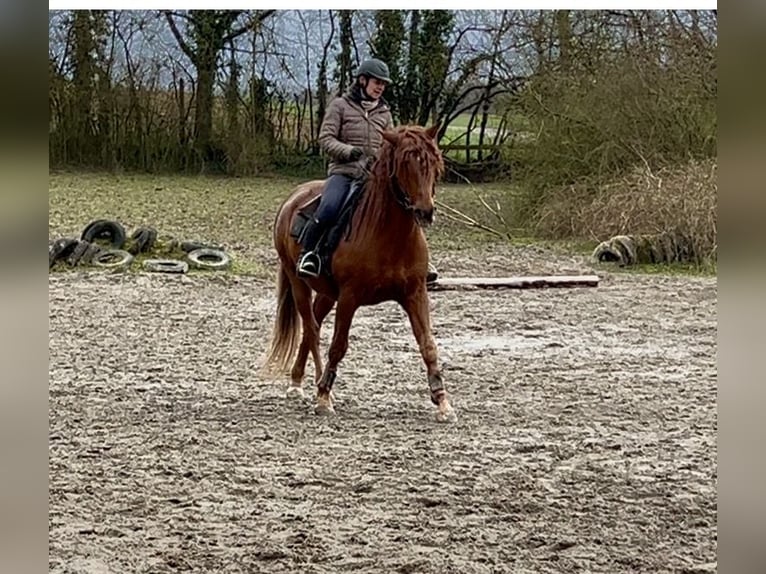 Lusitano Castrone 14 Anni 164 cm Sauro in Karlsruhe
