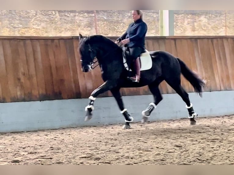 Lusitano Castrone 14 Anni 170 cm Morello in Porto