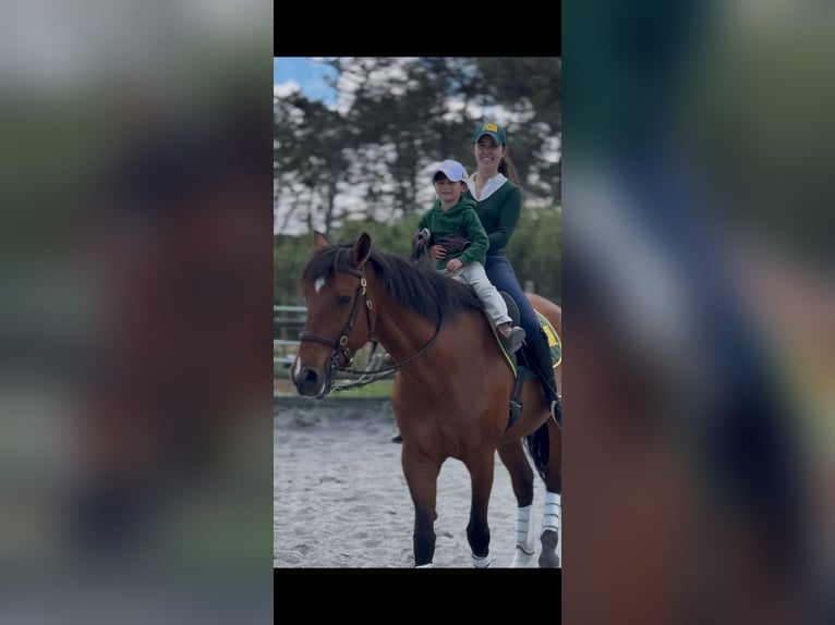 Lusitano Castrone 14 Anni Baio ciliegia in Sintra