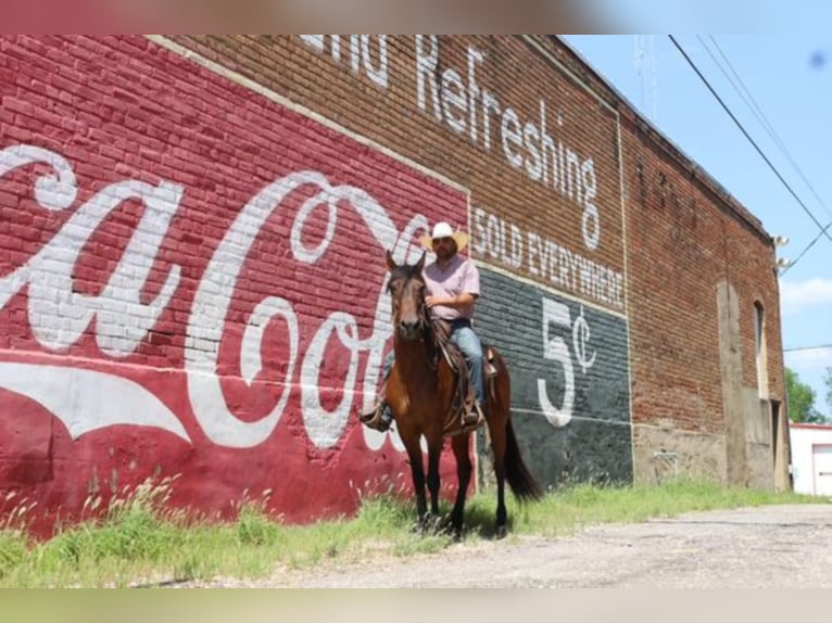 Lusitano Castrone 15 Anni 152 cm Baio ciliegia in Grand Saline TX