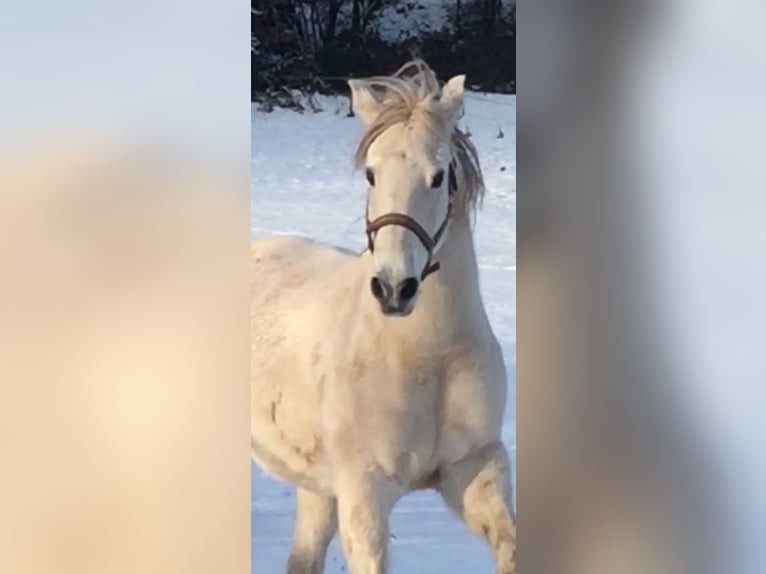 Lusitano Castrone 15 Anni 160 cm Grigio in Longen