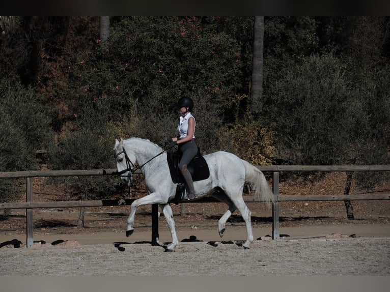 Lusitano Castrone 15 Anni 164 cm Bianco in Malaga