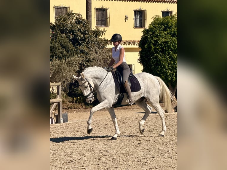 Lusitano Castrone 15 Anni 164 cm Bianco in Malaga