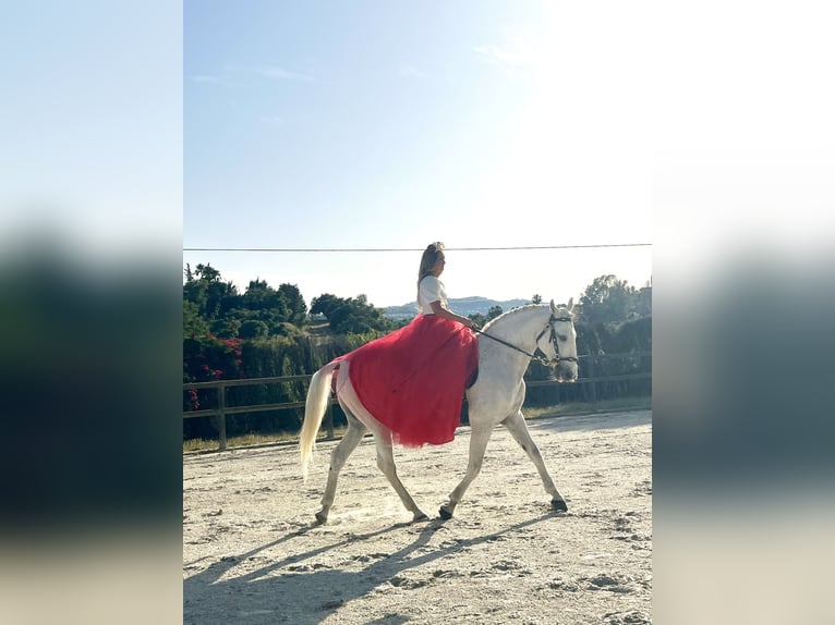 Lusitano Castrone 15 Anni 164 cm Bianco in Malaga