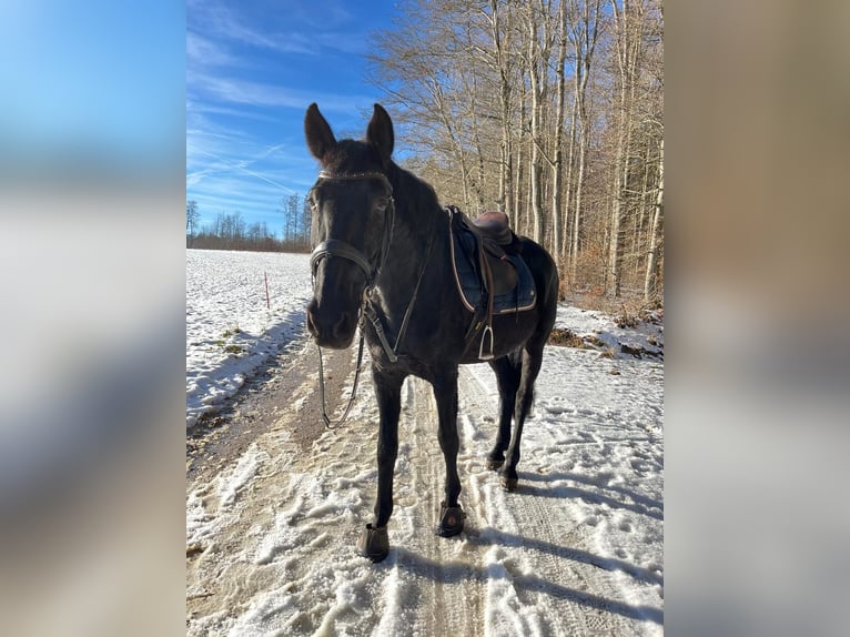 Lusitano Castrone 15 Anni 165 cm Morello in Hemmental