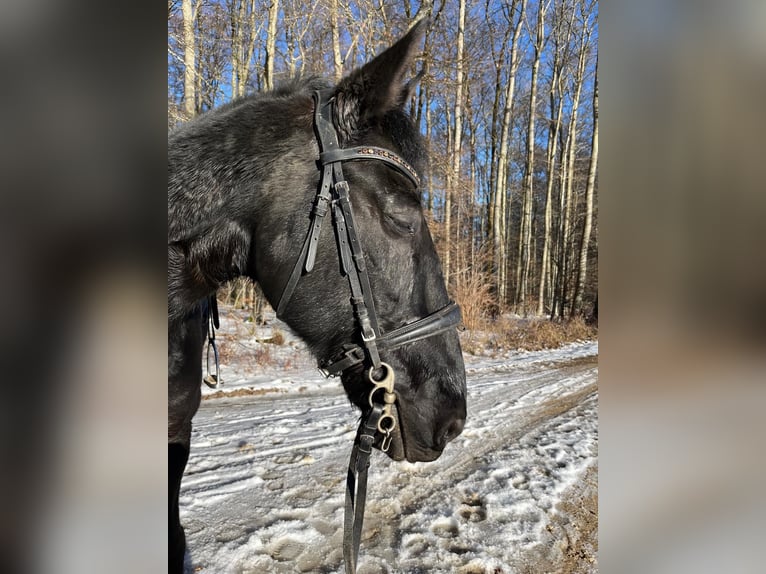 Lusitano Castrone 15 Anni 165 cm Morello in Hemmental