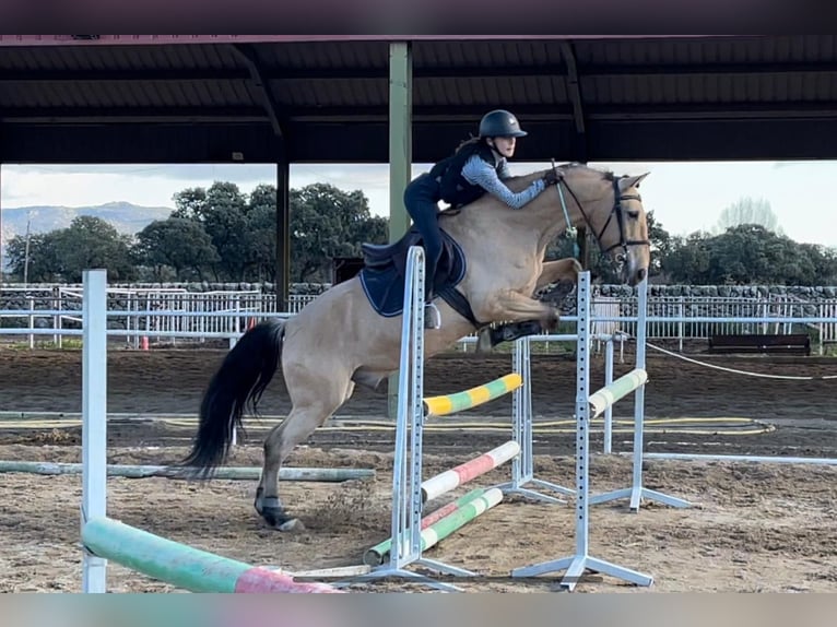 Lusitano Mix Castrone 15 Anni 166 cm Baio ciliegia in Madrid