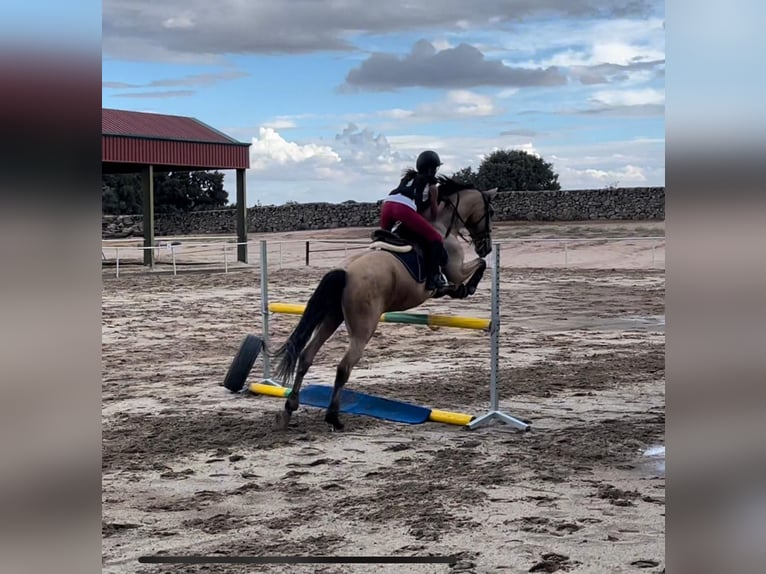 Lusitano Mix Castrone 15 Anni 166 cm Baio ciliegia in Madrid