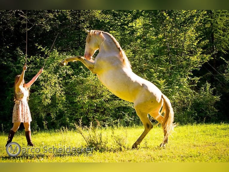 Lusitano Mix Castrone 16 Anni 147 cm Cremello in Mogersdorf