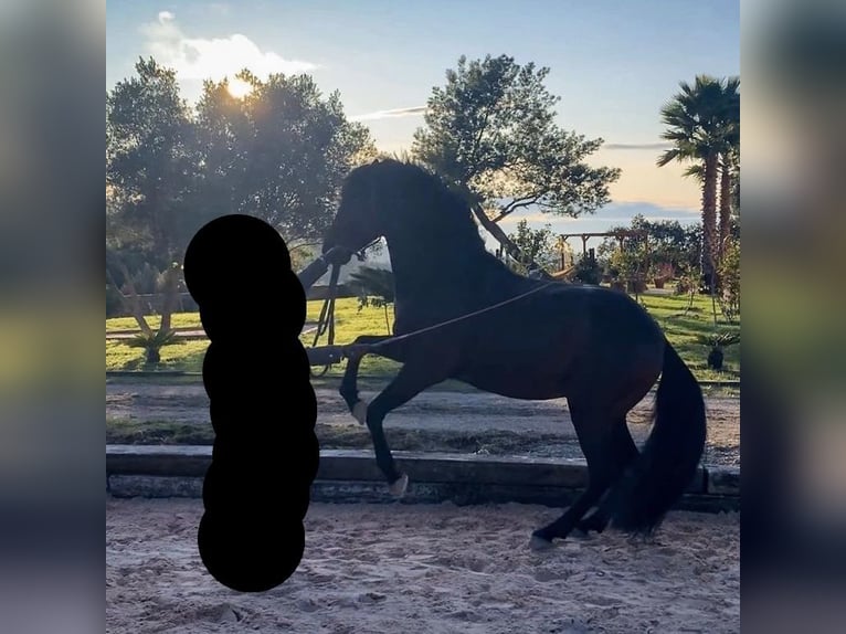 Lusitano Mix Castrone 16 Anni 162 cm Baio ciliegia in Kapele