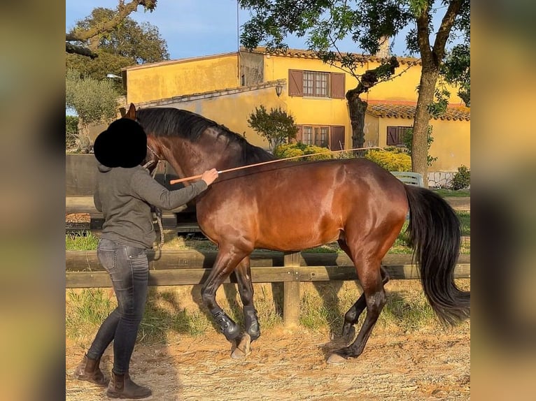 Lusitano Mix Castrone 16 Anni 162 cm Baio ciliegia in Kapele