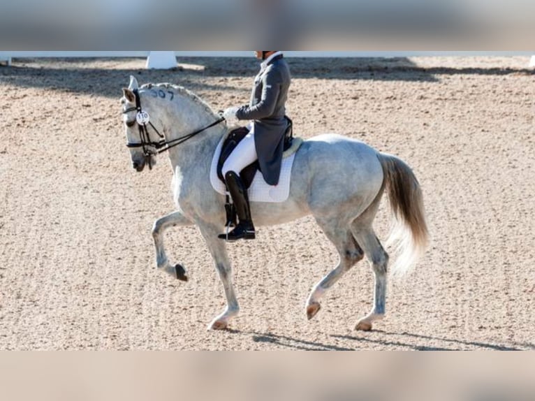 Lusitano Castrone 16 Anni 169 cm Grigio in NAVAS DEL MADRONO