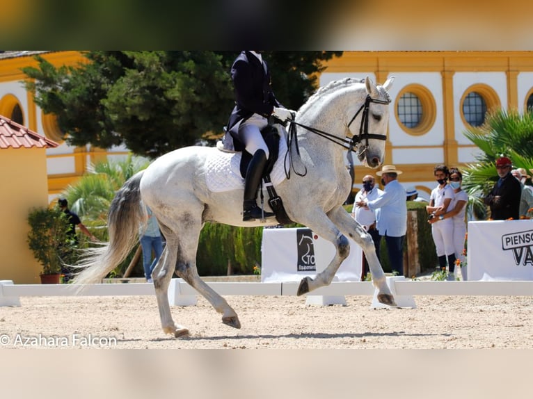 Lusitano Castrone 16 Anni 169 cm Grigio in NAVAS DEL MADRONO