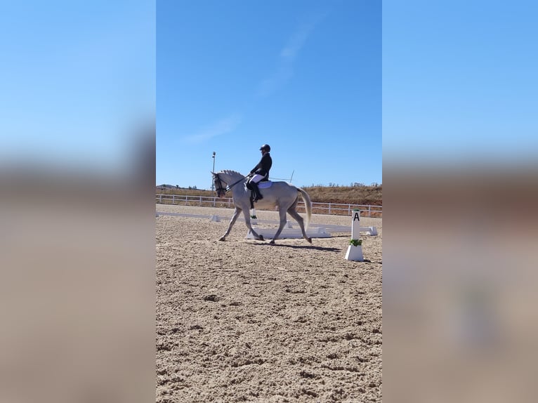 Lusitano Castrone 16 Anni 171 cm Bianco in La Cisterniga