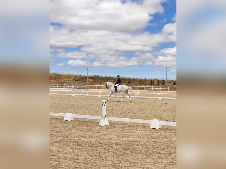 Lusitano Castrone 16 Anni 171 cm Bianco in La Cisterniga