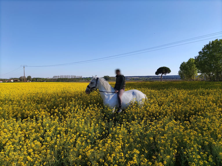 Lusitano Castrone 16 Anni 171 cm Bianco in La Cisterniga