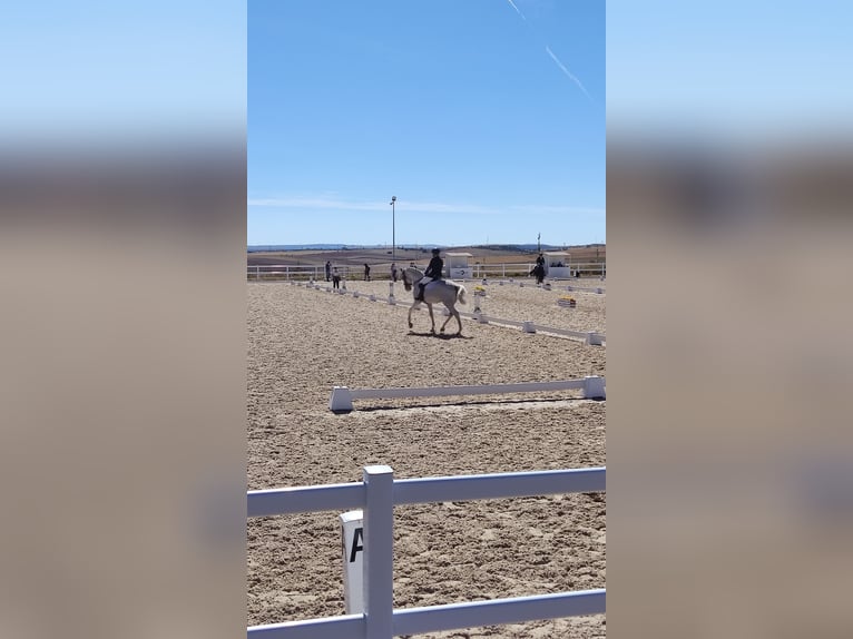 Lusitano Castrone 16 Anni 171 cm Bianco in La Cisterniga