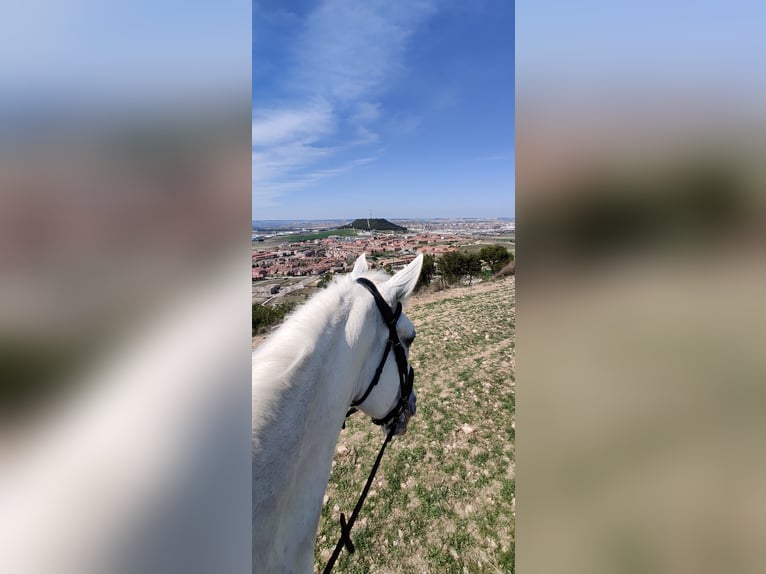 Lusitano Castrone 16 Anni 171 cm Bianco in La Cisterniga