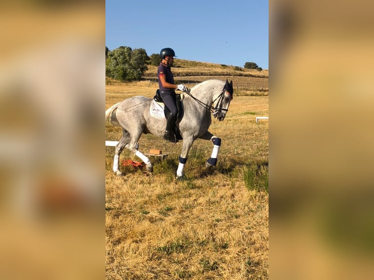 Lusitano Castrone 17 Anni 164 cm Grigio trotinato in Villacastin
