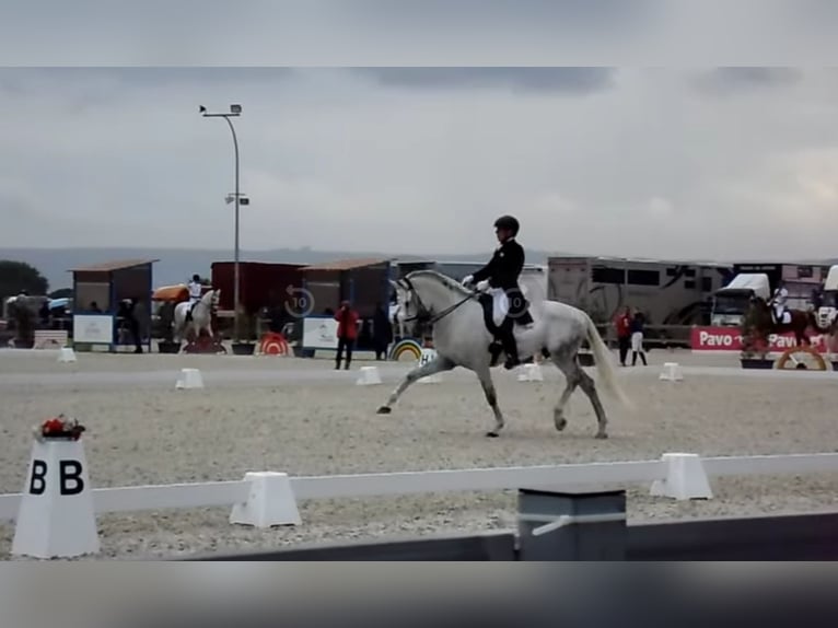 Lusitano Castrone 17 Anni 167 cm Grigio in Ostbevern