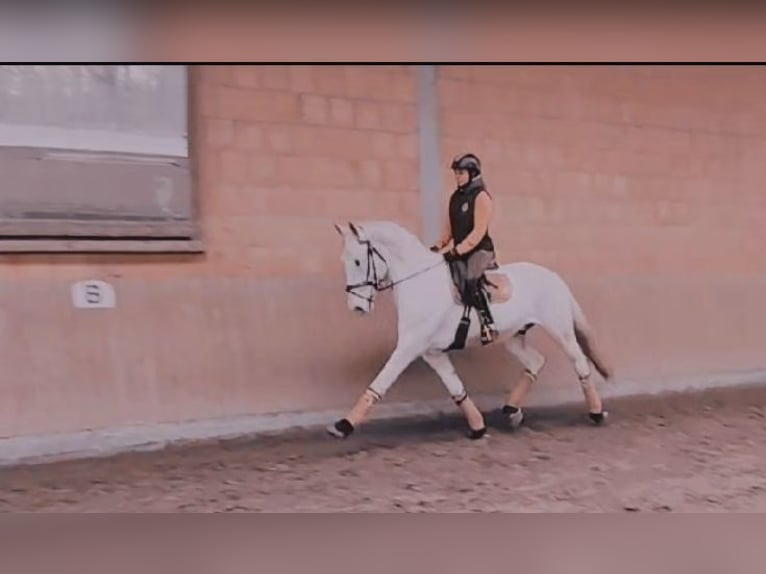 Lusitano Castrone 17 Anni 167 cm Grigio in Ostbevern