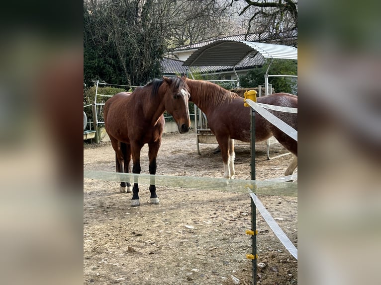 Lusitano Castrone 17 Anni 170 cm Baio in Tecknau