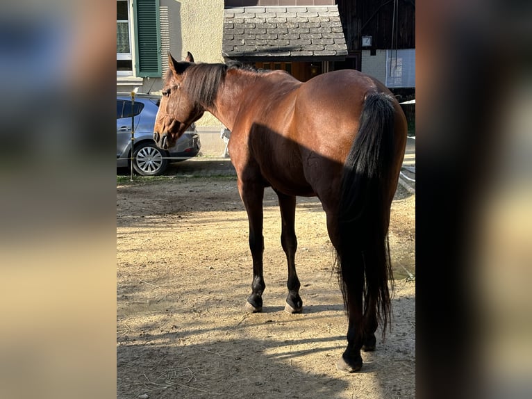 Lusitano Castrone 17 Anni 170 cm Baio in Tecknau