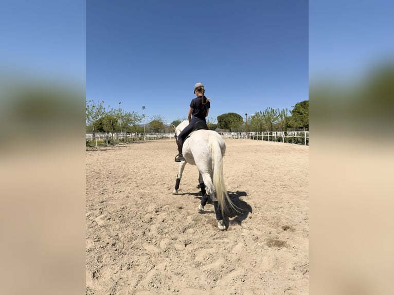 Lusitano Mix Castrone 18 Anni 157 cm Grigio in Valdetorres De Jarama