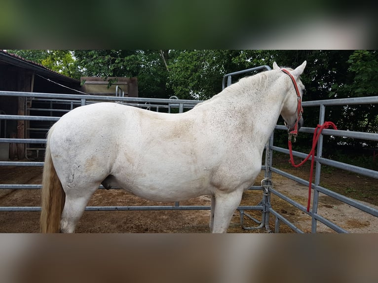 Lusitano Castrone 18 Anni 158 cm Grigio in Stöttwang
