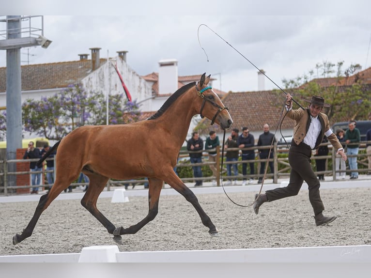 Lusitano Castrone 1 Anno 147 cm Baio ciliegia in Torres Novas