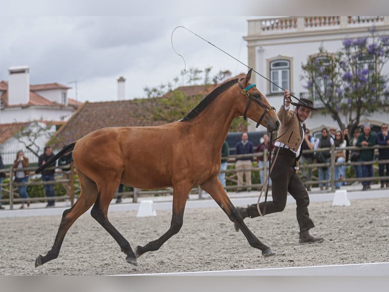 Lusitano Castrone 1 Anno 147 cm Baio ciliegia in Torres Novas