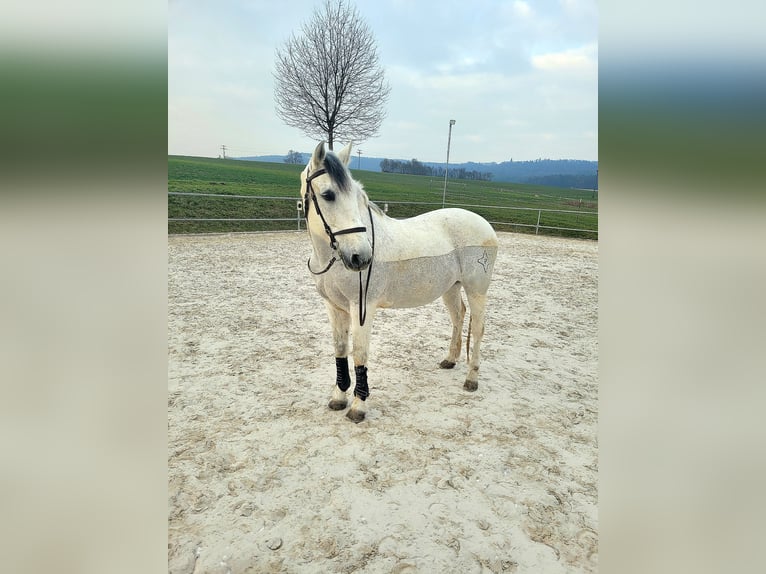Lusitano Castrone 20 Anni 155 cm Grigio in Ebern