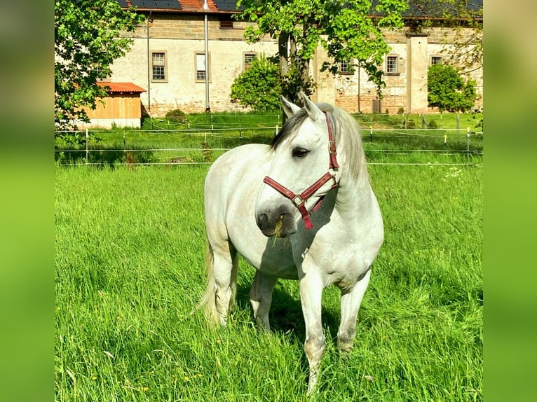 Lusitano Castrone 20 Anni 155 cm Grigio in Ebern