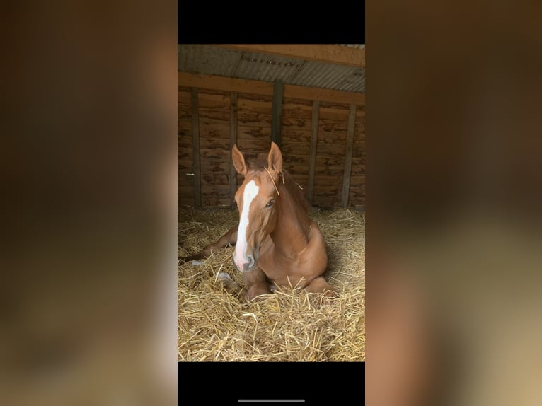 Lusitano Castrone 2 Anni 168 cm Sauro in NeerlooN