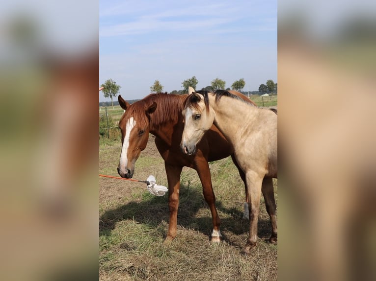 Lusitano Castrone 2 Anni 168 cm Sauro in NeerlooN