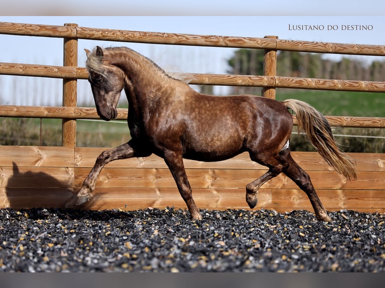 Lusitano Mix Castrone 3 Anni 147 cm Palomino in Générac