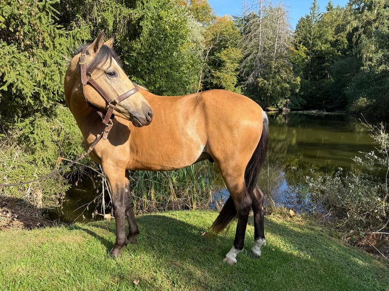 Lusitano Castrone 3 Anni 149 cm Baio chiaro in Schwifting