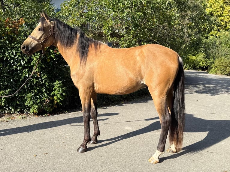 Lusitano Castrone 3 Anni 149 cm Baio chiaro in Schwifting