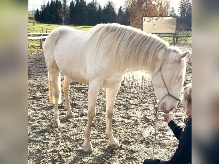 Lusitano Castrone 3 Anni 153 cm Cremello in Riedering
