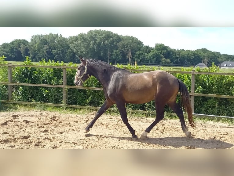 Lusitano Castrone 3 Anni 154 cm Grigio in Maasbree