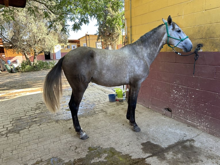Lusitano Castrone 3 Anni 155 cm Grigio in Sevilla