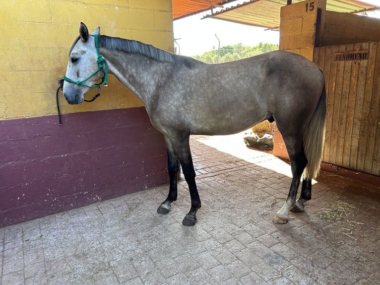 Lusitano Castrone 3 Anni 155 cm Grigio in Sevilla
