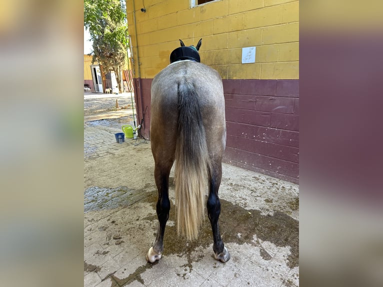 Lusitano Castrone 3 Anni 155 cm Grigio in Sevilla