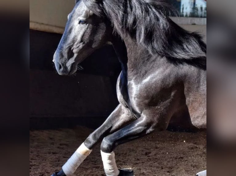 Lusitano Castrone 3 Anni 156 cm in Sabadell Lusitano Castrone 3 Anni 156 cm in Sabadell