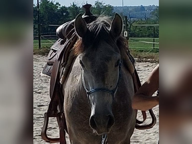 Lusitano Castrone 3 Anni 158 cm Grigio pezzato in Salzatal